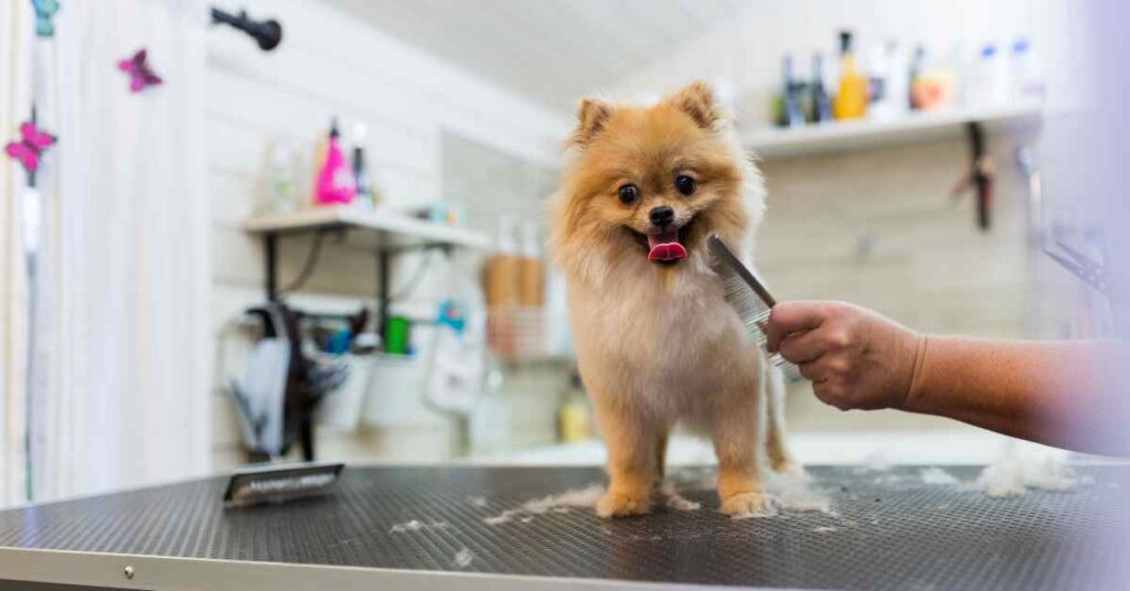 Furtastic Dog Grooming